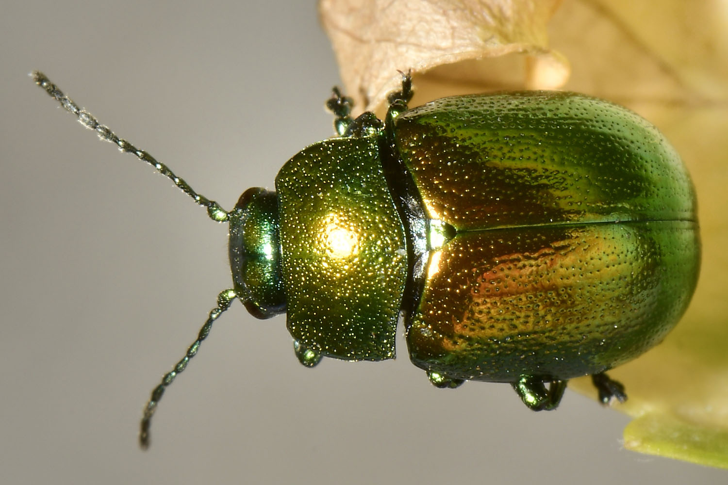 Chrysomelidae: Chrysolina herbacea? Sì